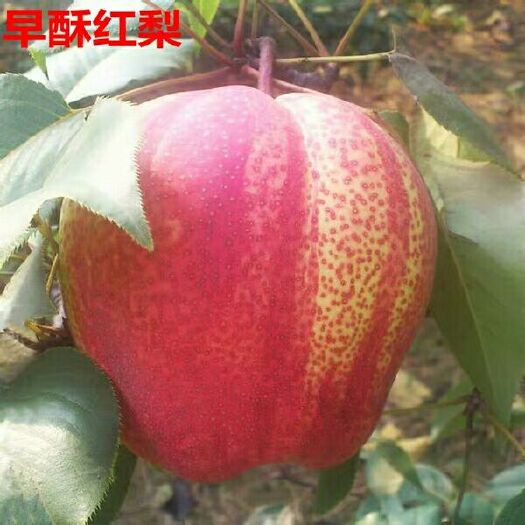 平邑县早酥红梨苗 1~1.5米 