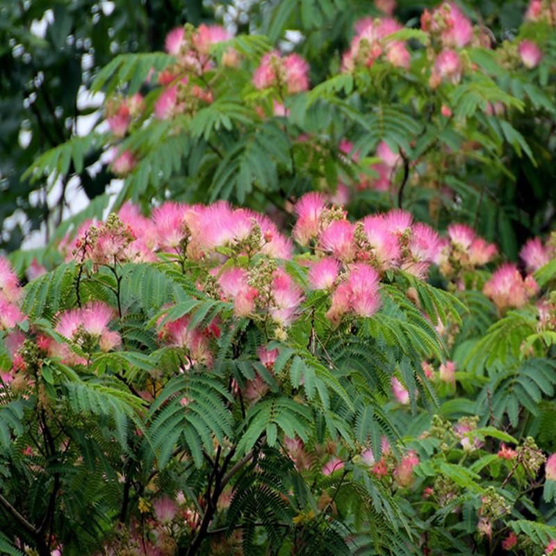 红合欢  合欢树苗合欢苗绒花树苗芙蓉花树苗庭院盆栽合欢花苗绿化工程树苗