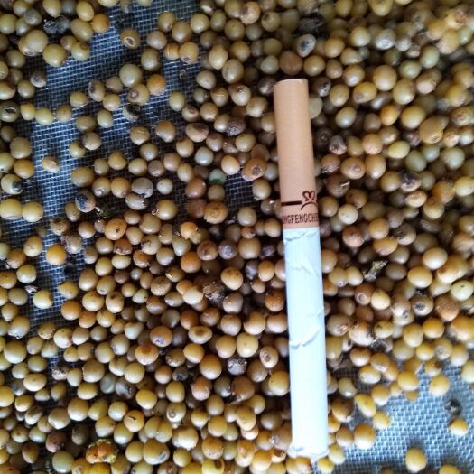 秀山黄精种子 黄