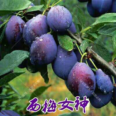 平邑县西梅李树苗 