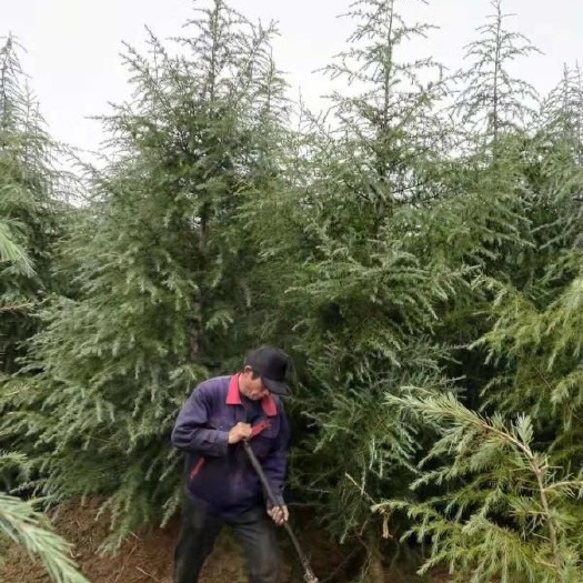 沭阳县籽播雪松  雪松树苗大小规格均有