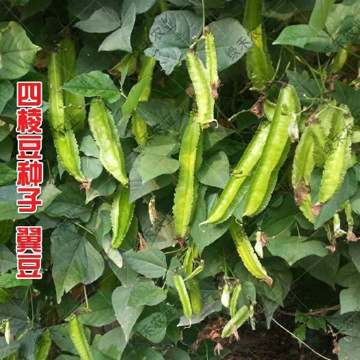 济南四棱豆种子  早熟高四角豆翼豆皇帝特色蔬菜籽春秋种爬藤作物