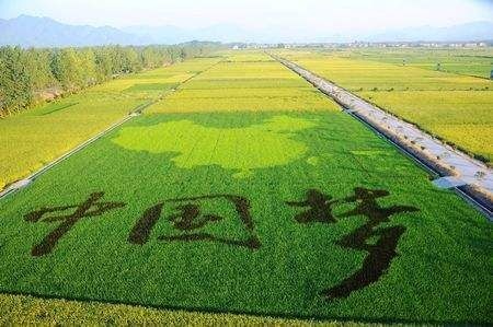 阜宁县苏北大米 一等品 一季稻 籼米 