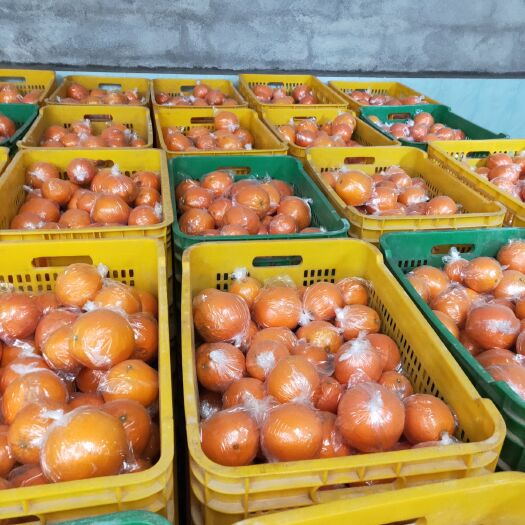 富川县富川脐橙 富川无公害绿色有机食品脐橙准备采摘，欢迎前来订购，