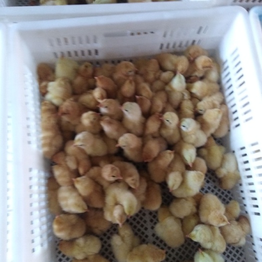衡南县三黄鸡苗 