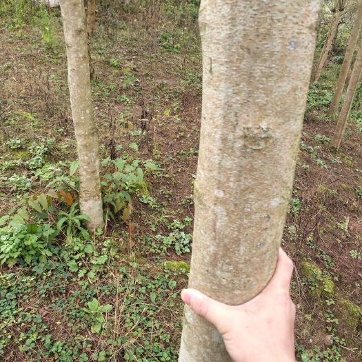 隆昌市普通蓝花楹 有两千棵现货低价处理，太划算了欢迎订单