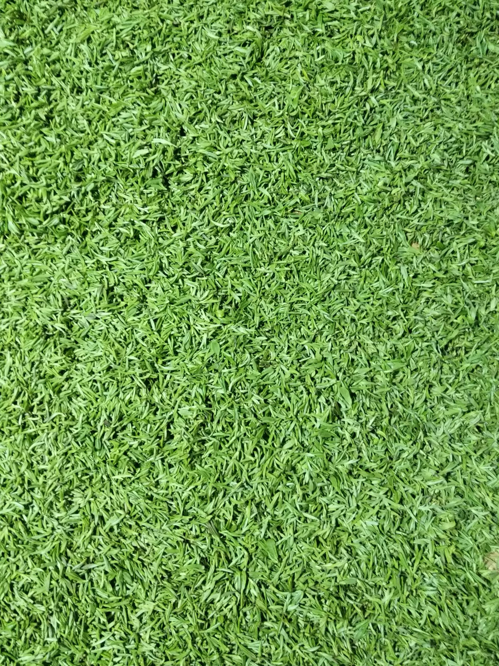 野生红茶