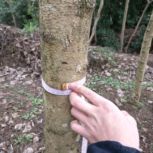 隆昌市普通蓝花楹 有现货两千棵低价处理，欢迎订单