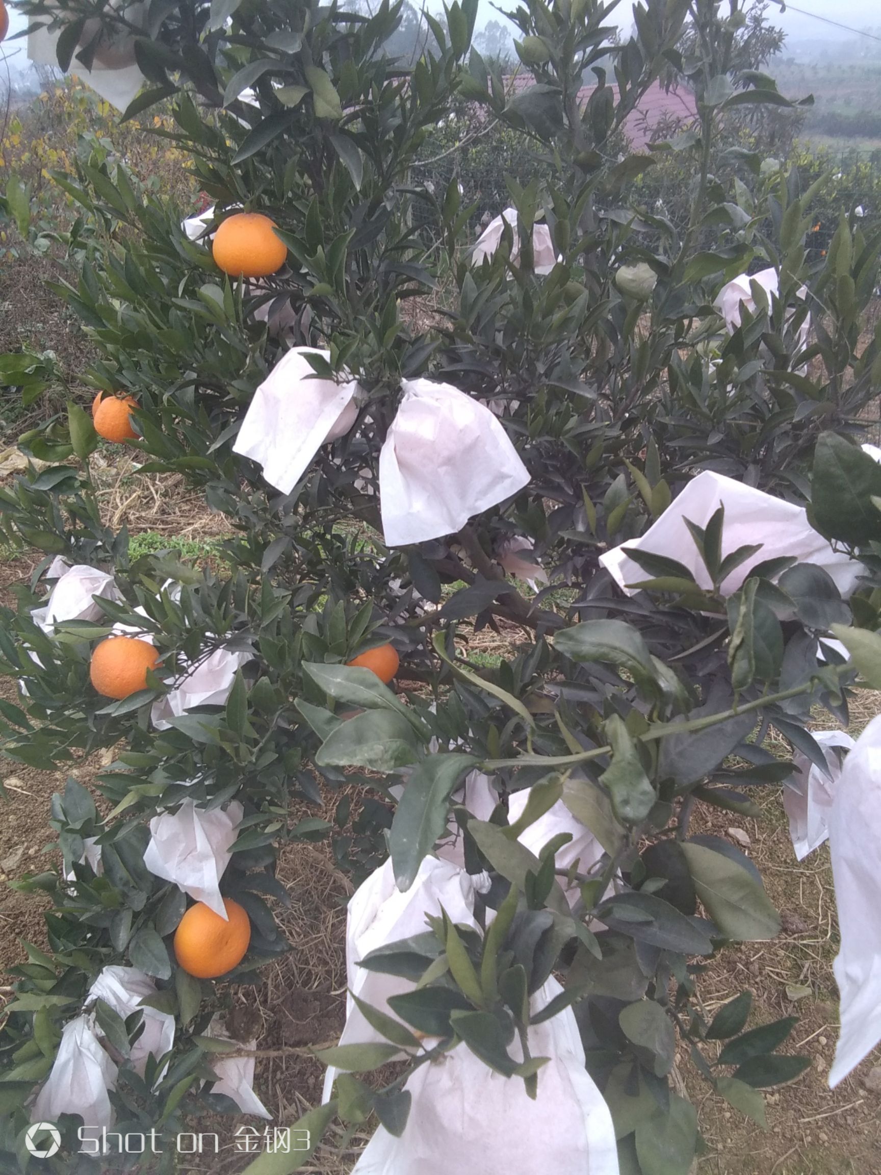 柑桔  口之津，皮薄，汁多，颜色火红！