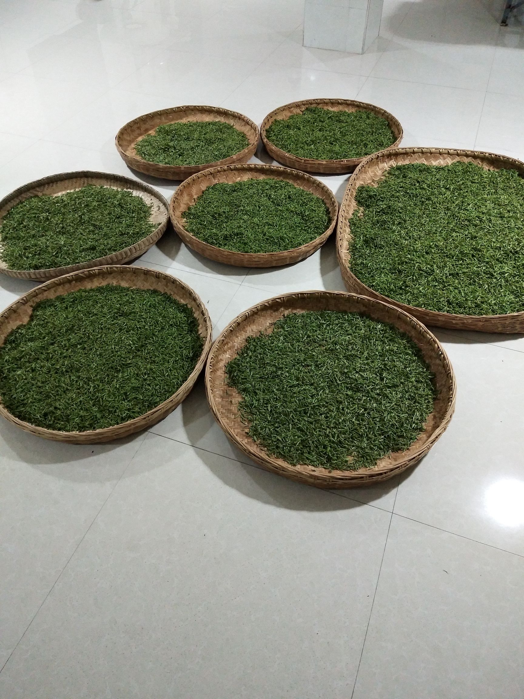 野生红茶