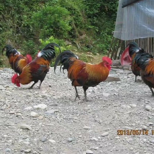 贵阳土鸡苗 