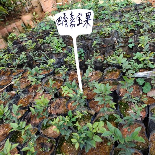 灵山县树葡萄苗 早生嘉宝果，一年四季开花结果。