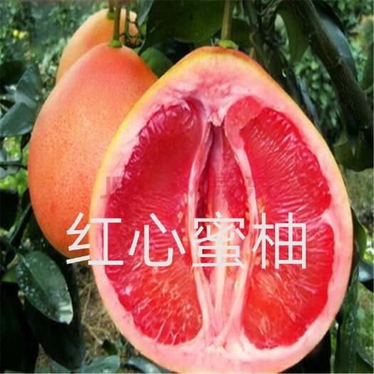 平邑县红肉蜜柚苗  品种有保障
