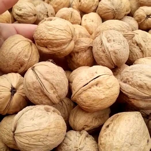 阿瓦提县薄皮核桃 