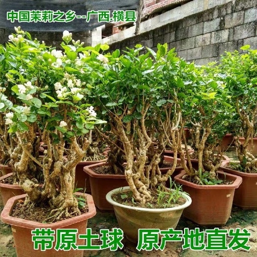 横州市30年茉莉花造型老桩茉莉花盆景