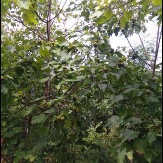 铜鼓县山桐子油 