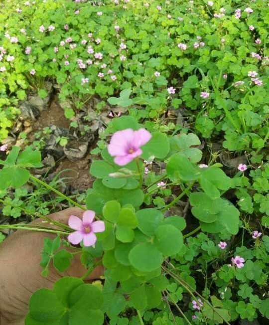 红花酢浆草