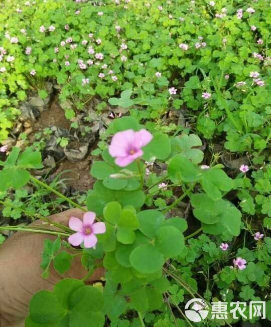 红花酢浆草