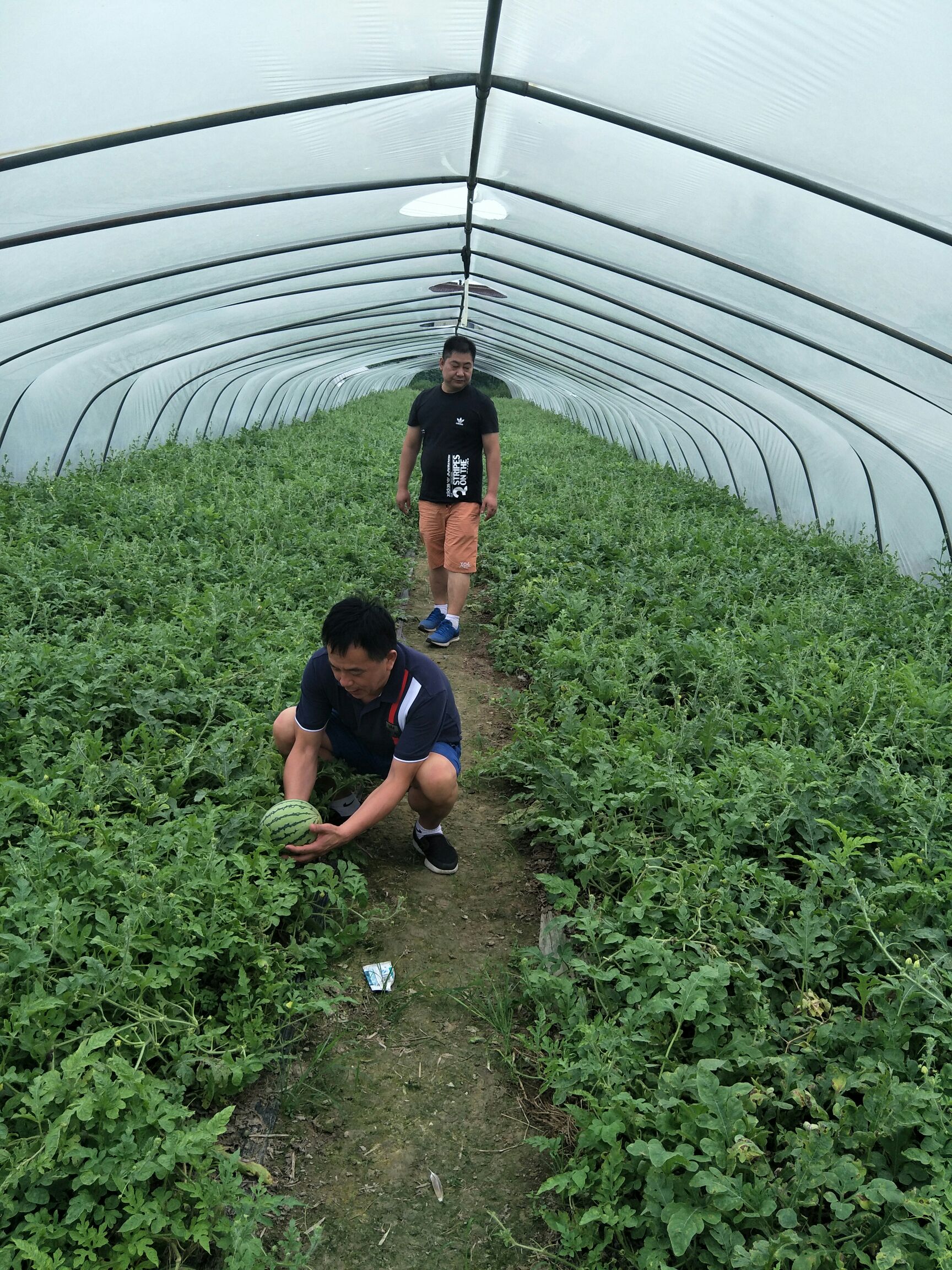  头茬西瓜结束了，感谢大家关心，二茬在有25天上市，
