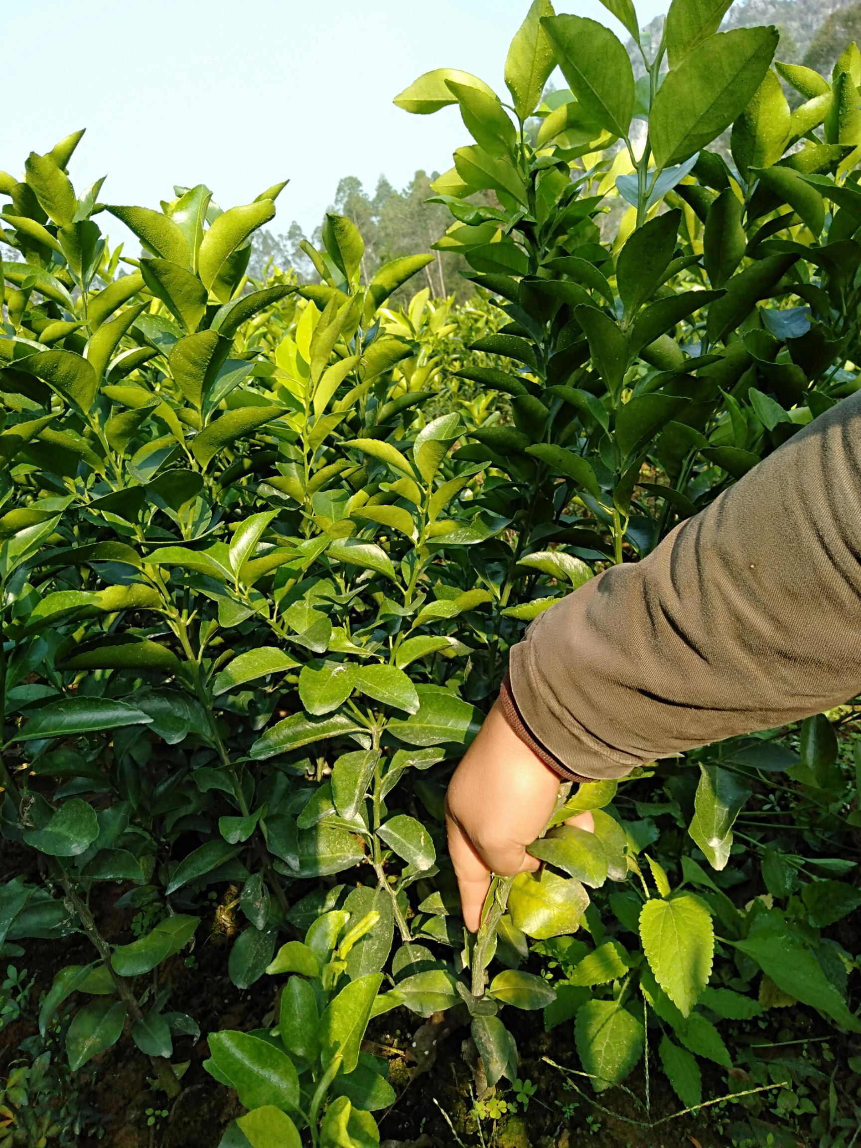 阳朔县砂糖橘苗 0.2~0.35米 嫁接苗