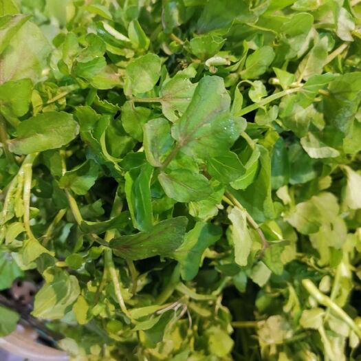 济南西洋菜种子  豆瓣菜种 野生水生秋冬四季种植蔬菜多年生青菜