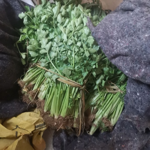 莒南县山芹 40cm以下 0.5斤以下 大棚种植 