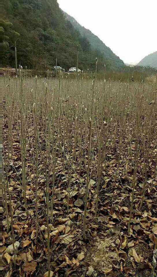 娇红一号红花玉兰 