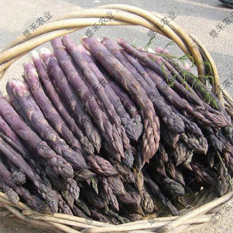紫芦笋种子 芦笋种苗紫色苗四季种植蔬菜种苗孑高产根苗多年生