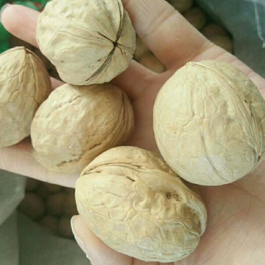 威海薄皮核桃 