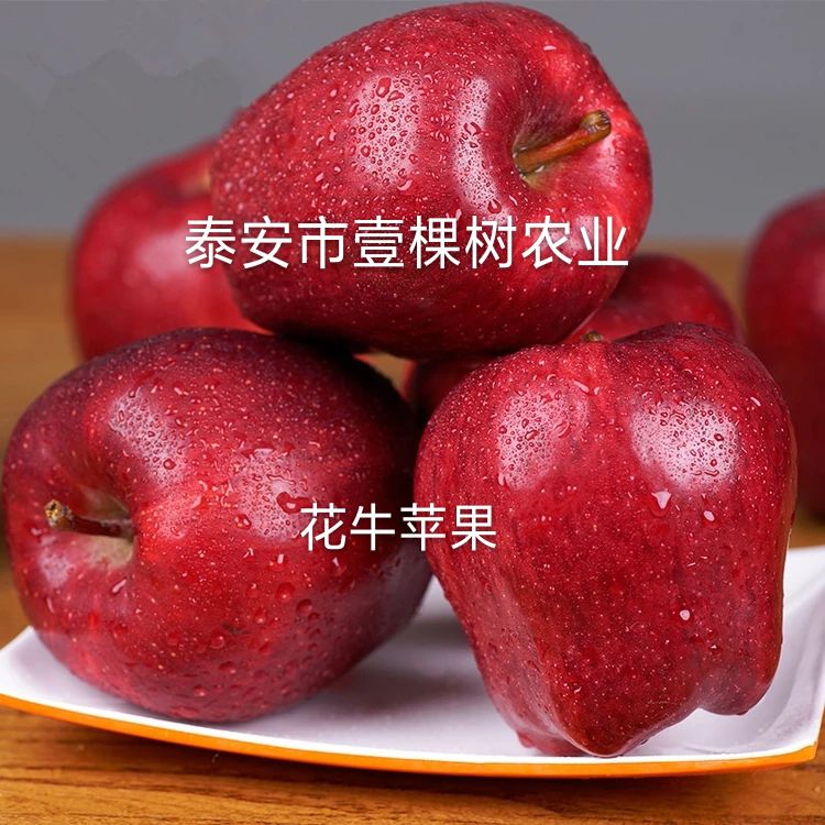 花牛苹果树苗 1~1.5米