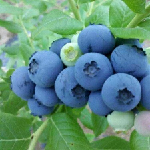平邑县 蓝宝石蓝莓苗