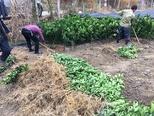 瑞金市赣南脐橙苗 0.5米以下 移栽苗