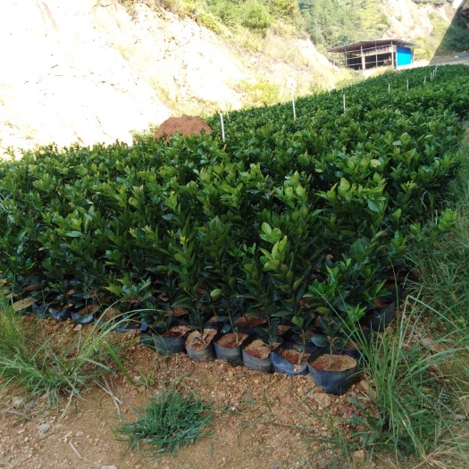 瑞金市赣南脐橙苗 杯苗袋苗 0.5~1米 