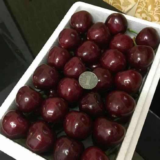 泰安矮化樱桃苗 当年挂果树带土球装车提供技术