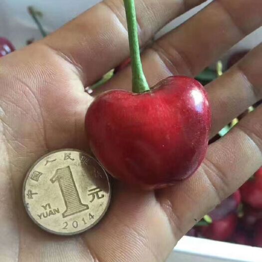 泰安黑珍珠苗 包邮提供种植技术成活率95%