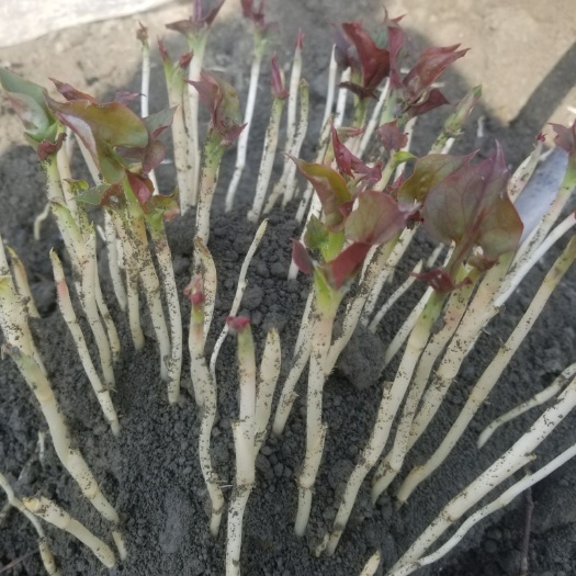 成都野生鱼腥草 