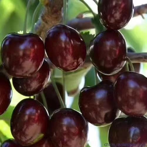 泰安美早苗 提供种植技术死苗免费补苗
