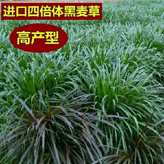 宿迁黑麦草种子 牧草种子南方多年生黑麦草种籽北方耐寒紫花苜蓿