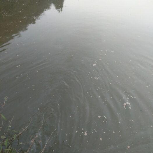 大方县山泉草鱼 山泉水流动清水养鱼无污染赤水河上游，茅台酒水源地，