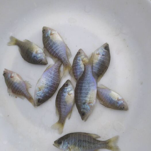 广州 太阳鱼苗，优质蓝鳃太阳鱼苗批发