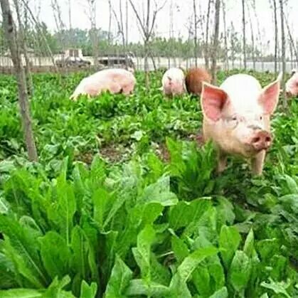 菊苣种子 菊苣牧草种子南方鸡鸭鹅鱼猪吃饲料草多年生四季草种草