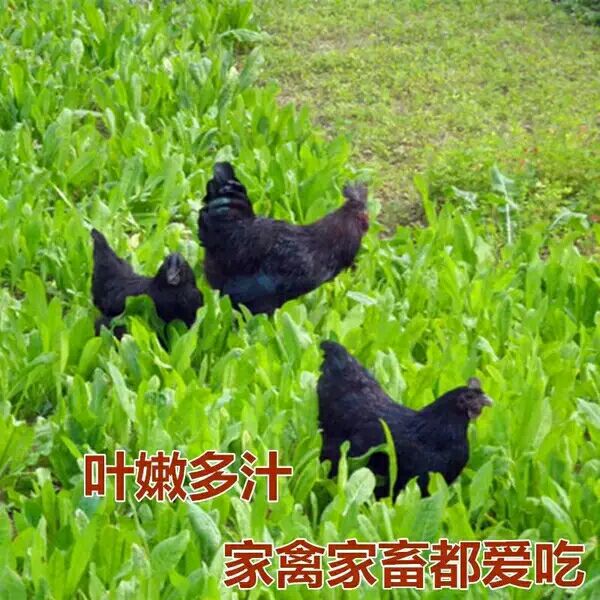 菊苣种子 菊苣牧草种子南方鸡鸭鹅鱼猪吃饲料草多年生四季草种草