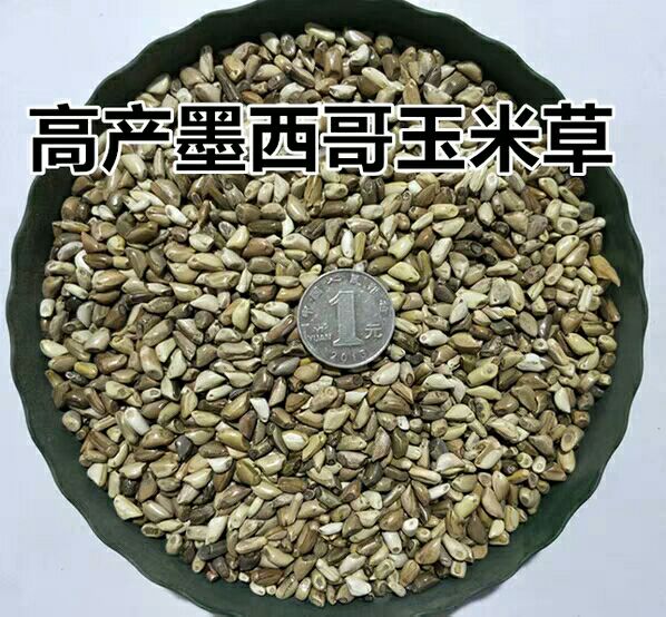 墨西哥玉米草種子  高產(chǎn)型優(yōu)12青飼料草牧草種子養(yǎng)殖草喂牛草