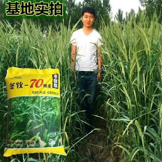 宿迁冬牧草种子 牧草种子冬牧70四倍体宽叶特高高产鱼羊子种四季多
