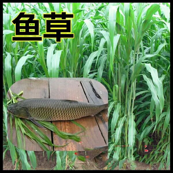 优质苏丹草种子多年生牧草种子鱼草籽猪牛羊四季牧草