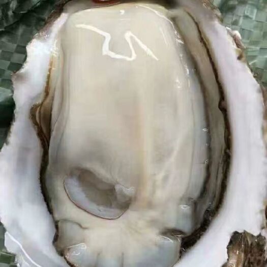 三倍体生蚝 大连生蚝