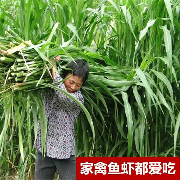 优质苏丹草种子多年生牧草种子鱼草籽猪牛羊四季牧草