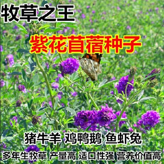 宿迁紫花苜蓿种子牧草种子南方北方多年生耐寒猪牛羊兔鸡鸭鱼草