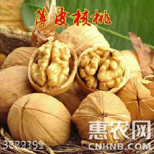 平邑县薄皮核桃苗 