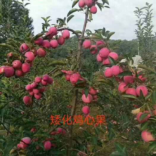 泰安锦绣苹果苗 鸡心果苗 保证品种 保成活 保挂果